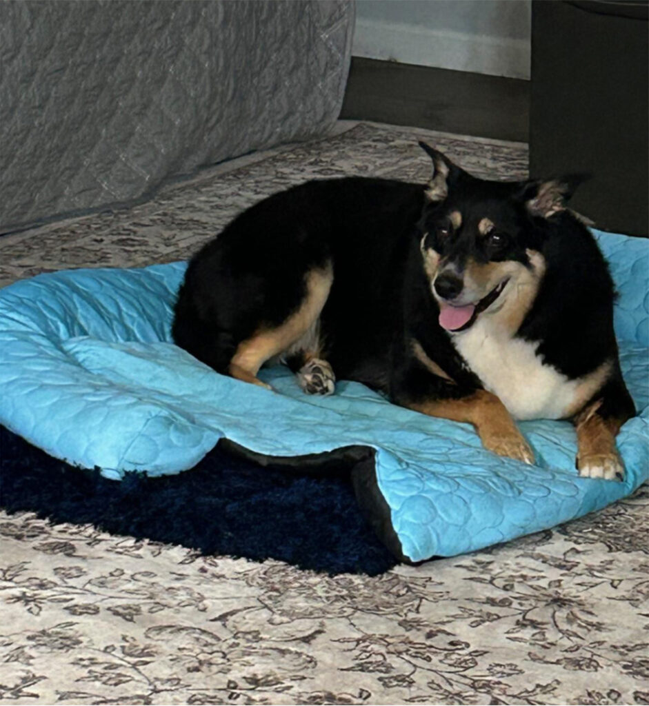 Cute dog named Abby Smiling at the camera