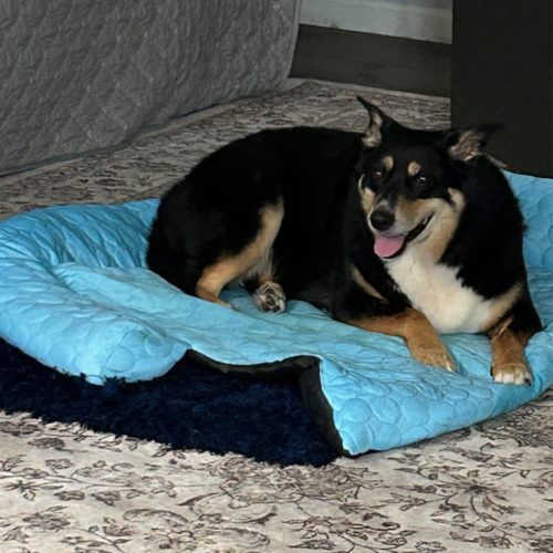 Cute dog named Abby Smiling at the camera